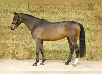 Zangersheider, Mare, 4 years, 16.1 hh, Bay-Dark