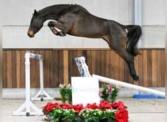 Zangersheider, Mare, 4 years, 16,1 hh, Bay-Dark