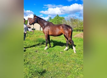 Zangersheider, Mare, 4 years, 16.1 hh, Brown