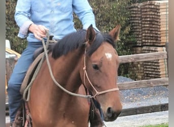 Zangersheider, Mare, 4 years, 16.1 hh, Brown-Light
