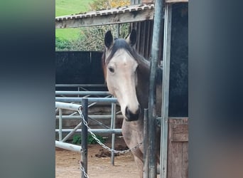 Zangersheider, Mare, 4 years, 16.1 hh, Buckskin