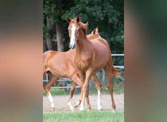 Zangersheider, Mare, 4 years, 16.1 hh, Chestnut-Red