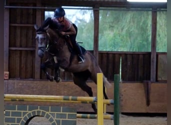 Zangersheider, Mare, 4 years, 16.1 hh, Gray