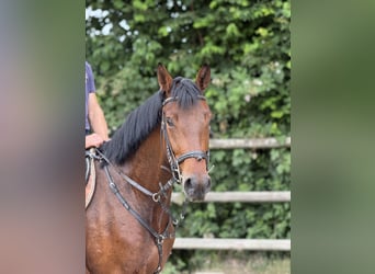 Zangersheider, Mare, 4 years, 16.1 hh