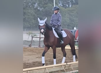Zangersheider, Mare, 4 years, 16.2 hh, Brown