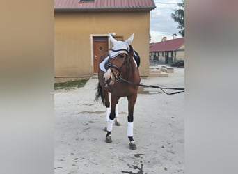 Zangersheider, Mare, 4 years, 16.2 hh, Brown
