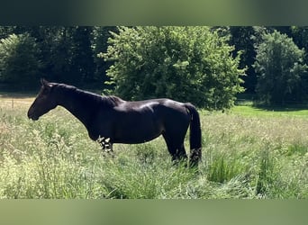 Zangersheider, Mare, 4 years, 16 hh, Bay-Dark