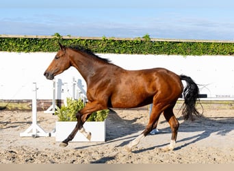 Zangersheider, Mare, 4 years, 16 hh, Bay-Dark