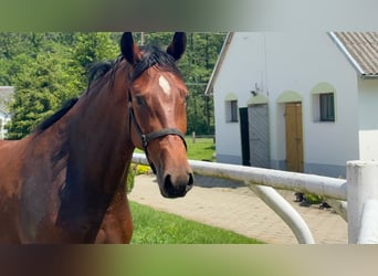 Zangersheider, Mare, 4 years, 16 hh, Bay