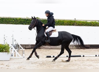 Zangersheider, Mare, 4 years, 16 hh, Black