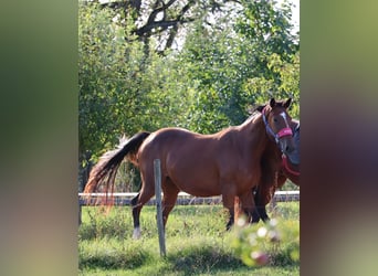 Zangersheider, Mare, 4 years, 16 hh, Brown