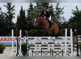 Zangersheider, Mare, 4 years, 16 hh, Brown
