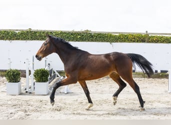 Zangersheider, Mare, 4 years, 16 hh, Brown