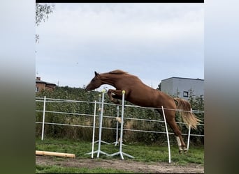 Zangersheider, Mare, 4 years, 16 hh, Chestnut-Red