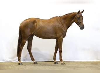 Zangersheider, Mare, 4 years, 16 hh, Chestnut-Red