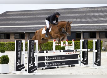 Zangersheider, Mare, 4 years, 16 hh, Chestnut-Red