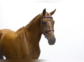 Zangersheider, Mare, 4 years, 16 hh, Chestnut-Red