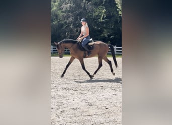 Zangersheider, Mare, 4 years, 16 hh