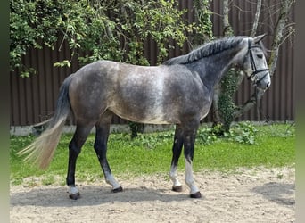 Zangersheider, Mare, 4 years, 16 hh, Gray