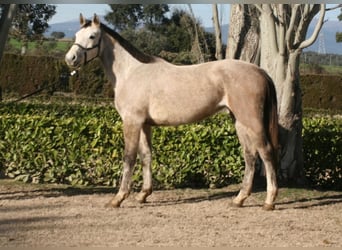 Zangersheider, Mare, 4 years, 16 hh, Gray