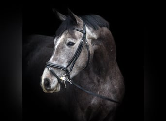 Zangersheider, Mare, 4 years, 16 hh, Gray