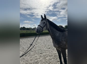 Zangersheider, Mare, 4 years, 16 hh, Grey-Dapple