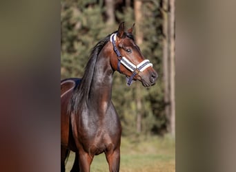 Zangersheider, Mare, 4 years, 16,1 hh, Bay-Dark