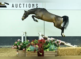 Zangersheider, Mare, 4 years, 16,1 hh, Bay-Dark