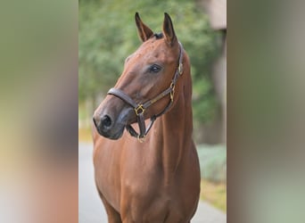 Zangersheider, Mare, 4 years, 16,1 hh, Bay