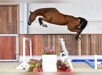 Zangersheider, Mare, 4 years, 16,1 hh, Bay