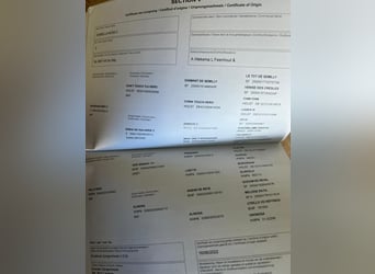 Zangersheider, Mare, 4 years, 16,1 hh, Brown