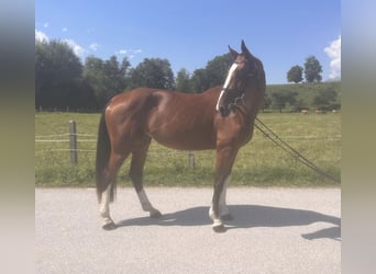 Zangersheider, Mare, 4 years, 16,1 hh, Brown