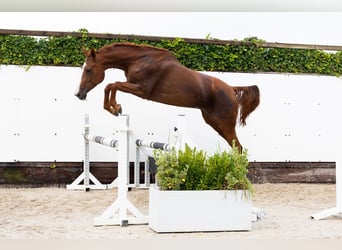 Zangersheider, Mare, 4 years, 16,1 hh, Chestnut-Red