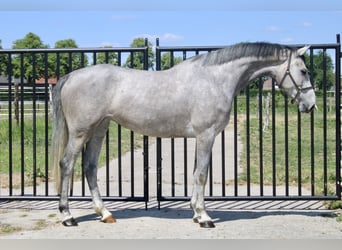 Zangersheider, Mare, 4 years, 16,1 hh, Gray
