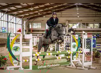 Zangersheider, Mare, 4 years, 16,1 hh, Grey