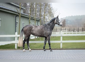 Zangersheider, Mare, 4 years, 16,1 hh, Grey