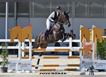 Zangersheider, Mare, 4 years, 16,1 hh