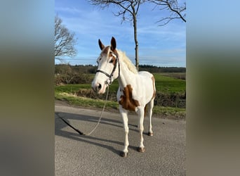 Zangersheider, Mare, 4 years, 16,1 hh
