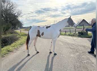 Zangersheider, Mare, 4 years, 16,1 hh