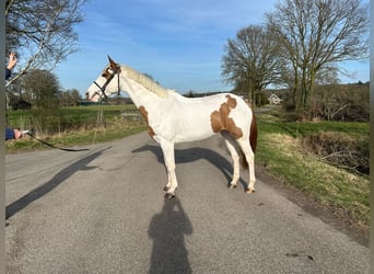 Zangersheider, Mare, 4 years, 16,1 hh