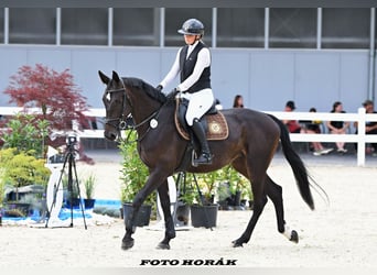 Zangersheider, Mare, 4 years, 16,1 hh