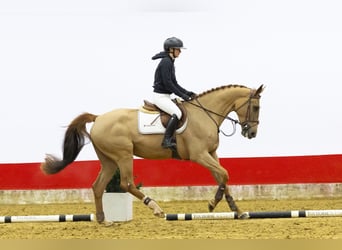 Zangersheider, Mare, 4 years, 16,1 hh