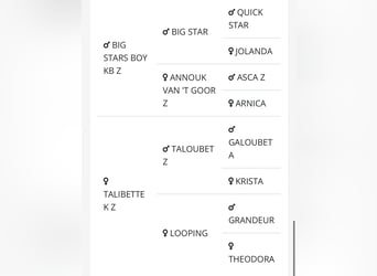 Zangersheider, Mare, 4 years, 16,2 hh, Black