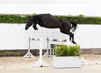 Zangersheider, Mare, 4 years, 16,2 hh, Black Zangersheider, Mare, 4 years, 16,2 hh, Black