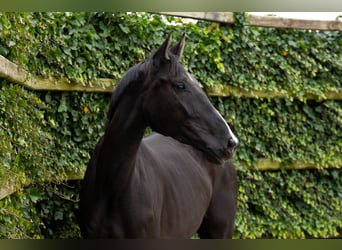 Zangersheider, Mare, 4 years, 16,2 hh, Black Zangersheider, Mare, 4 years, 16,2 hh, Black