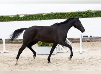 Zangersheider, Mare, 4 years, 16,2 hh, Black Zangersheider, Mare, 4 years, 16,2 hh, Black