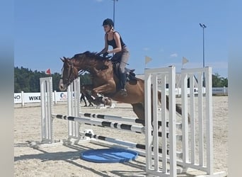 Zangersheider, Mare, 4 years, 16,2 hh, Chestnut-Red