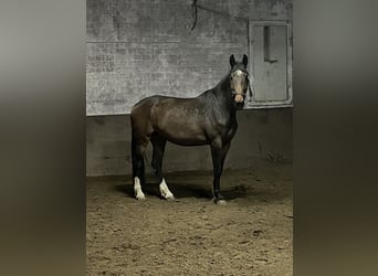 Zangersheider, Mare, 4 years, 16,3 hh, Brown