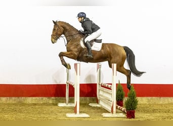 Zangersheider, Mare, 4 years, 17 hh, Brown