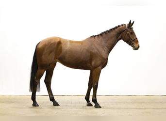 Zangersheider, Mare, 4 years, 17 hh, Brown